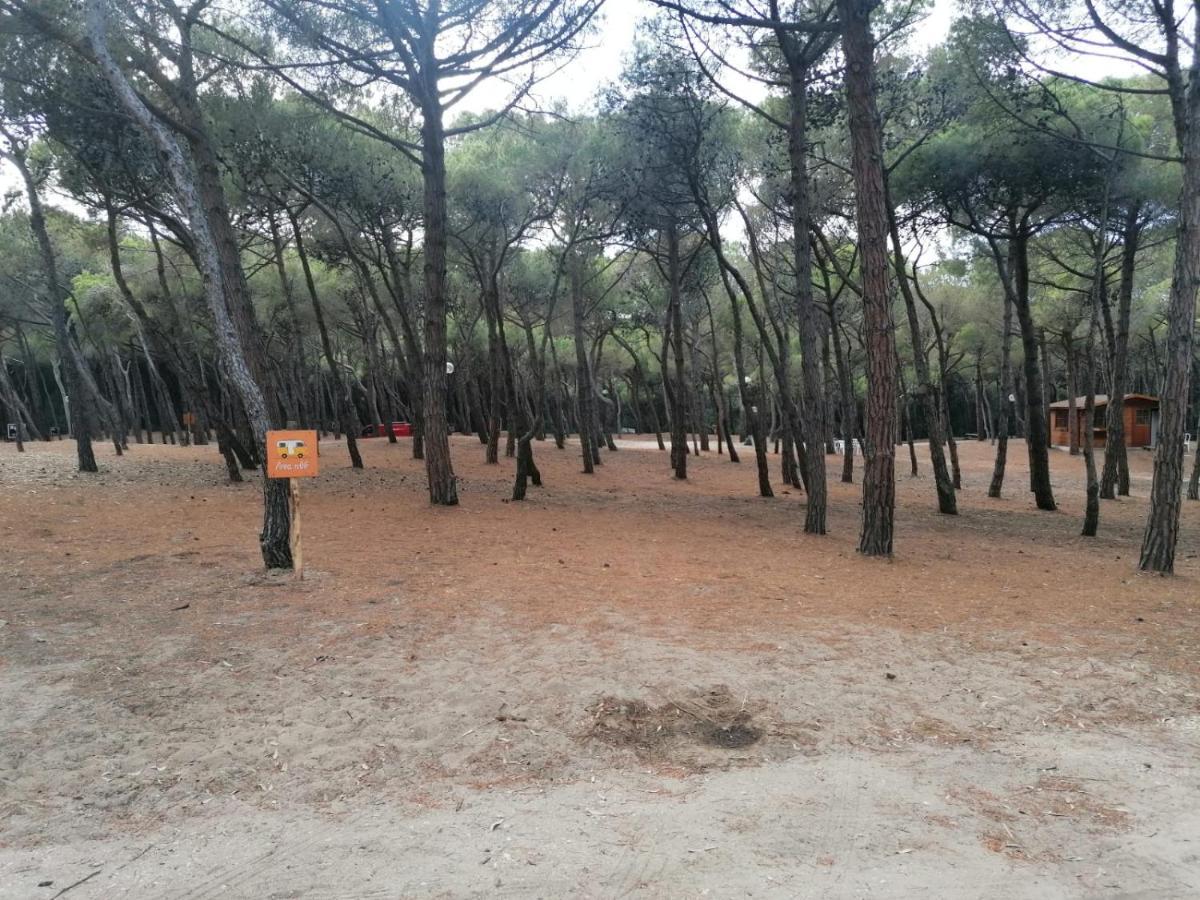 Agricampeggio La Pineta Campsite *